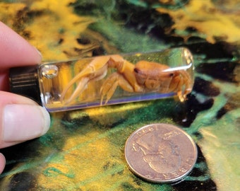 Fiddler crab wet specimen