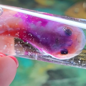 Diaphonized bullfrog tadpole