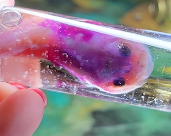 Diaphonized bullfrog tadpole