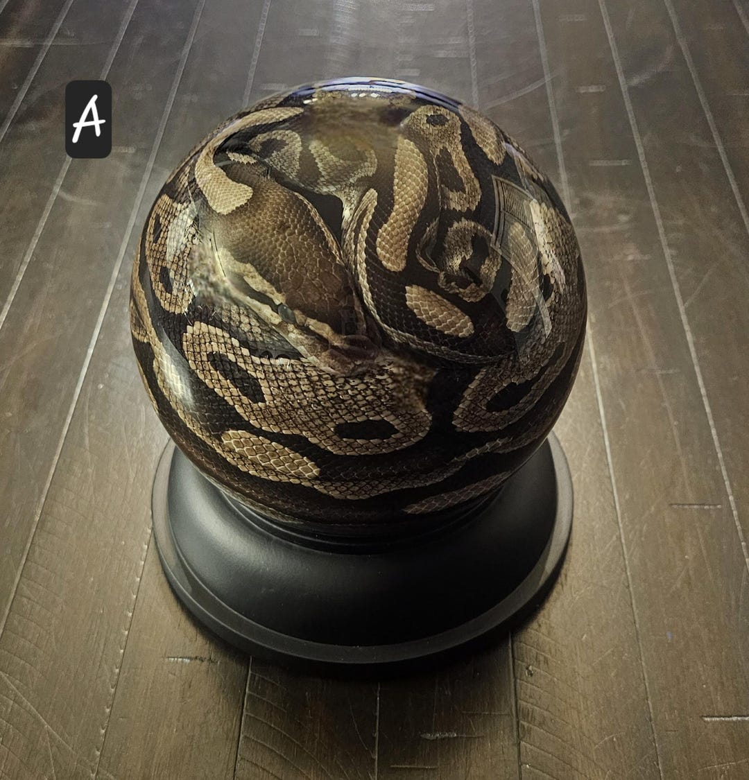 Ball Python 150mm - Etsy