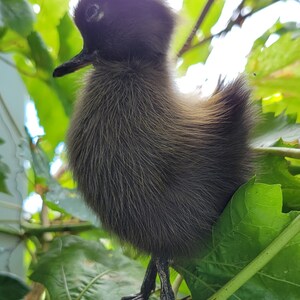 May include: A small, black duckling with fluffy feathers perched on a green leafy branch.