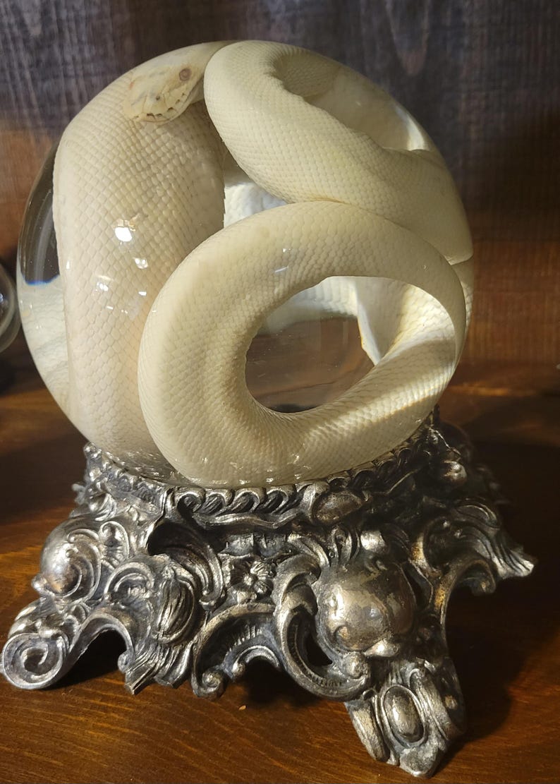 K&ouml;nnte beinhalten: Eine wei&szlig;e Schlange, die sich in einer durchsichtigen Glaskugel windet und auf einem verzierten, silberfarbenen St&auml;nder ruht. Die Schuppen der Schlange sind sichtbar, und die Kugel reflektiert das Licht. Der St&auml;nder hat detaillierte Blumen- und Schn&ouml;rkelmuster.