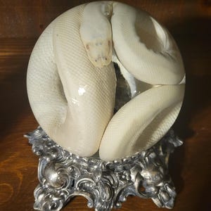 K&ouml;nnte beinhalten: Eine wei&szlig;e Schlange, die sich in einer durchsichtigen Glaskugel windet, steht auf einem verzierten, silberfarbenen Metallst&auml;nder. Die Schuppen der Schlange sind sichtbar, und ihr Kopf ist nach vorne gerichtet. Der St&auml;nder hat ein detailliertes, Vintage-Design.