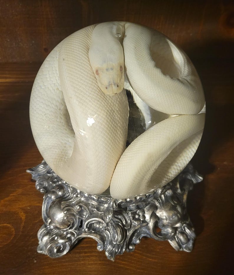 K&ouml;nnte beinhalten: Eine wei&szlig;e Schlange, die sich in einer durchsichtigen Glaskugel windet, steht auf einem verzierten, silberfarbenen Metallst&auml;nder. Die Schuppen der Schlange sind sichtbar, und ihr Kopf ist nach vorne gerichtet. Der St&auml;nder hat ein detailliertes, Vintage-Design.