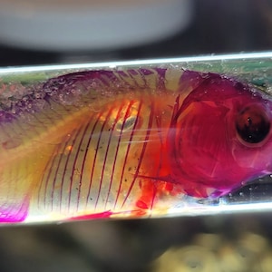 Pez dorado diafonizado