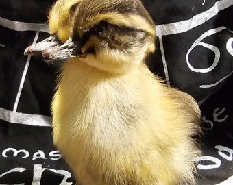 Taxidermia de patito bicéfalo bicolor