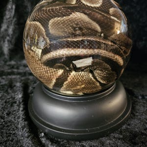 May include: A clear, spherical paperweight encasing a preserved snake. The snake's patterned skin displays shades of brown, tan, and black. The paperweight sits on a black, circular base, creating a unique decorative item.