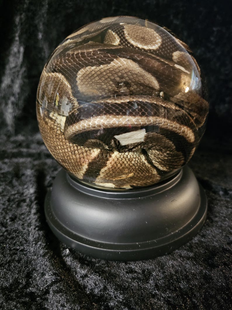 May include: A clear, spherical paperweight encasing a preserved snake. The snake's patterned skin displays shades of brown, tan, and black. The paperweight sits on a black, circular base, creating a unique decorative item.
