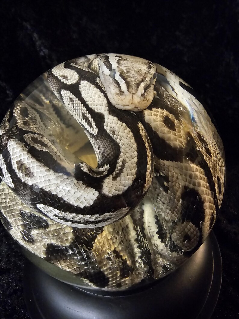May include: A detailed view of a snake coiled inside a clear glass sphere. The snake has a pattern of black and white markings. The sphere sits on a black base, with the background a dark, solid color. The snake's head is visible, facing the viewer.
