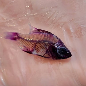 Diaphonized bluegill