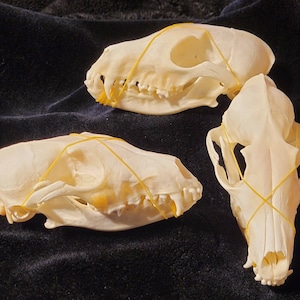 Fox skull