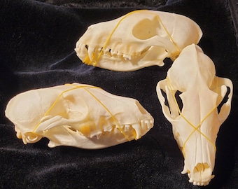 Fox skull