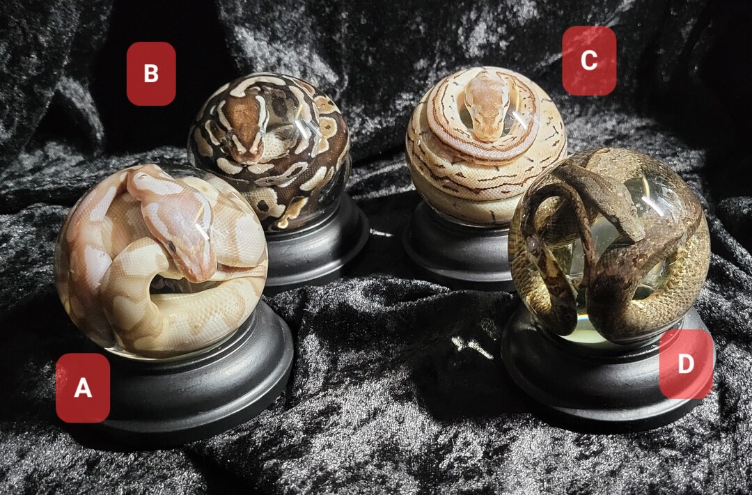 Preserved Snakes 65mm - Etsy