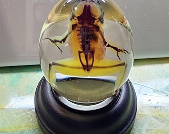 Globo de huevo de rana leopardo diafonizado