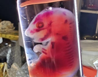 Puede incluir: Un vial de vidrio transparente que contiene un espécimen preservado de un feto de animal pequeño. El espécimen está teñido con tonos rojos y morados vibrantes, resaltando su estructura esquelética y rasgos anatómicos suspendidos en líquido.
