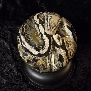 May include: A ball python coiled inside a clear glass sphere, resting on a black base. The snake's pattern features a mix of black, white, and tan scales. The background is a dark, textured fabric.