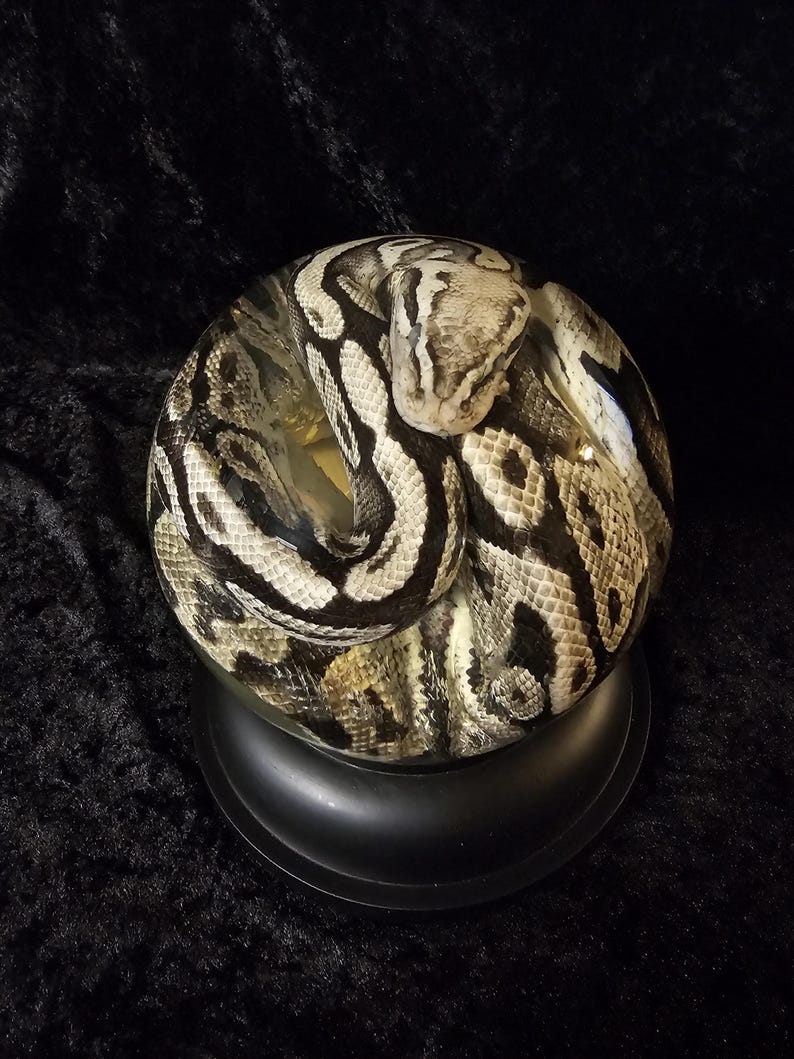 May include: A ball python coiled inside a clear glass sphere, resting on a black base. The snake's pattern features a mix of black, white, and tan scales. The background is a dark, textured fabric.