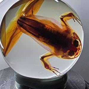 Może przedstawiać: Przezroczysty, kulisty przycisk do papieru zawiera zakonserwowaną żabę. Żaba ma mieszankę brązowych i żółtych odcieni, z widocznymi cechami wewnętrznymi. Przycisk do papieru spoczywa na ciemnej, okrągłej podstawie.