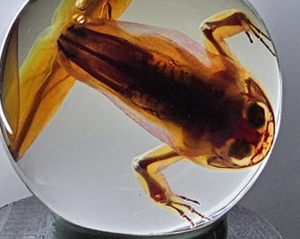 Globos de rana diafonizados