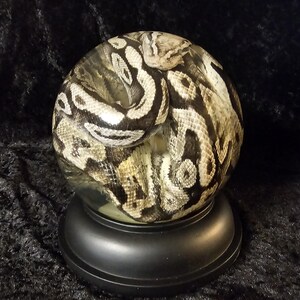 May include: A decorative glass sphere featuring a detailed depiction of a coiled snake. The snake's pattern includes shades of black, white, and tan. The sphere rests on a black, rounded base, creating a striking display.