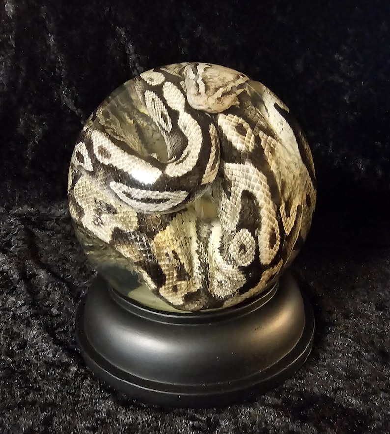 May include: A decorative glass sphere featuring a detailed depiction of a coiled snake. The snake's pattern includes shades of black, white, and tan. The sphere rests on a black, rounded base, creating a striking display.
