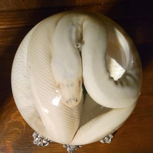 K&ouml;nnte beinhalten: Eine aufgerollte Albino-Schlange liegt in einer dekorativen, runden Schale mit silbernen F&uuml;&szlig;en. Die Schuppen der Schlange sind cremewei&szlig;, und ihr Kopf ist oben in der Rolle zu sehen. Die Schale steht auf einer dunklen Holzoberfl&auml;che.