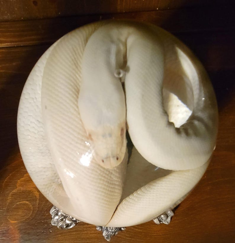 K&ouml;nnte beinhalten: Eine aufgerollte Albino-Schlange liegt in einer dekorativen, runden Schale mit silbernen F&uuml;&szlig;en. Die Schuppen der Schlange sind cremewei&szlig;, und ihr Kopf ist oben in der Rolle zu sehen. Die Schale steht auf einer dunklen Holzoberfl&auml;che.