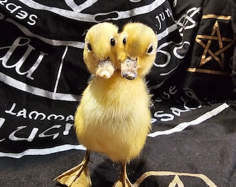 Taxidermia patito amarillo de dos cabezas
