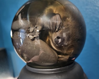 Preserved baby beavers in 120mm globe