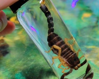 Asian forest scorpion wet specimen