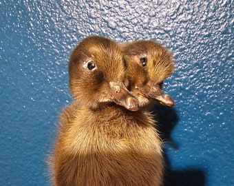 Two headed duckling taxidermy