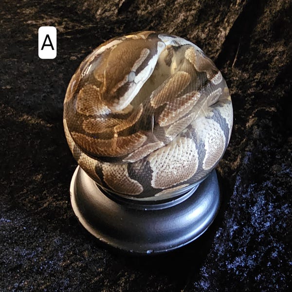 Preserved snakes 100mm