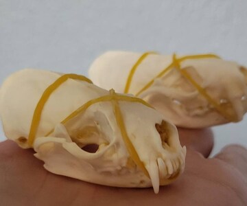 REAL Human Teeth