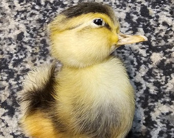 taxidermia de patitos bicolor lisos
