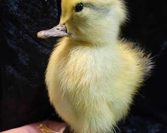 taxidermia de patito simple