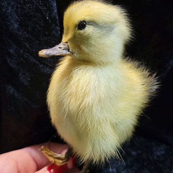 Plain duckling taxidermy