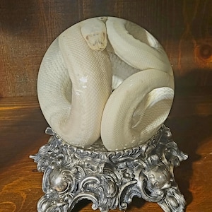 May include: A white snake coiled inside a clear glass orb, resting on an ornate silver-colored stand. The snake's scales are visible, and the stand features intricate floral and scrollwork designs. The background is a dark wooden surface.