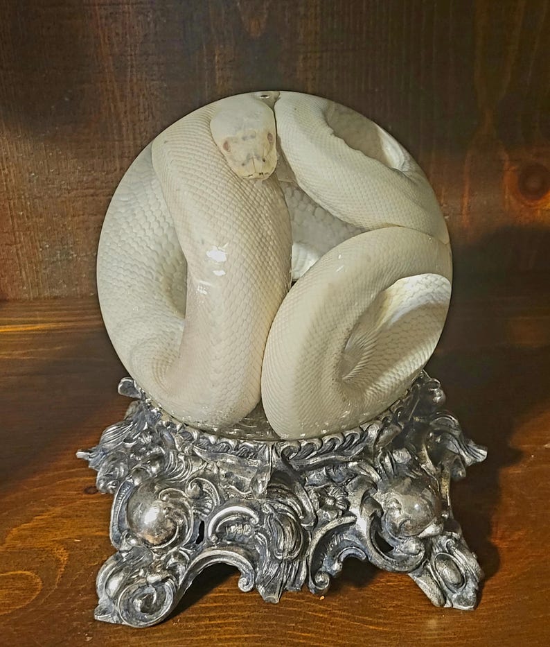 K&ouml;nnte beinhalten: Eine wei&szlig;e Schlange, die sich in einer durchsichtigen Glaskugel windet und auf einem verzierten, silberfarbenen St&auml;nder ruht. Die Schuppen der Schlange sind sichtbar, und der St&auml;nder weist komplizierte Blumen- und Schn&ouml;rkelmuster auf. Der Hintergrund ist eine dunkle Holzoberfl&auml;che.