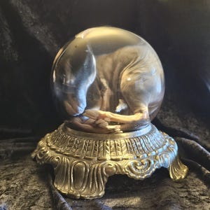 May include: A clear glass sphere containing a preserved animal, resting on an ornate, antique-style metal base. The animal is positioned curled up inside the sphere. The base has a detailed, vintage design.