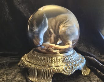 Preserved baby goat