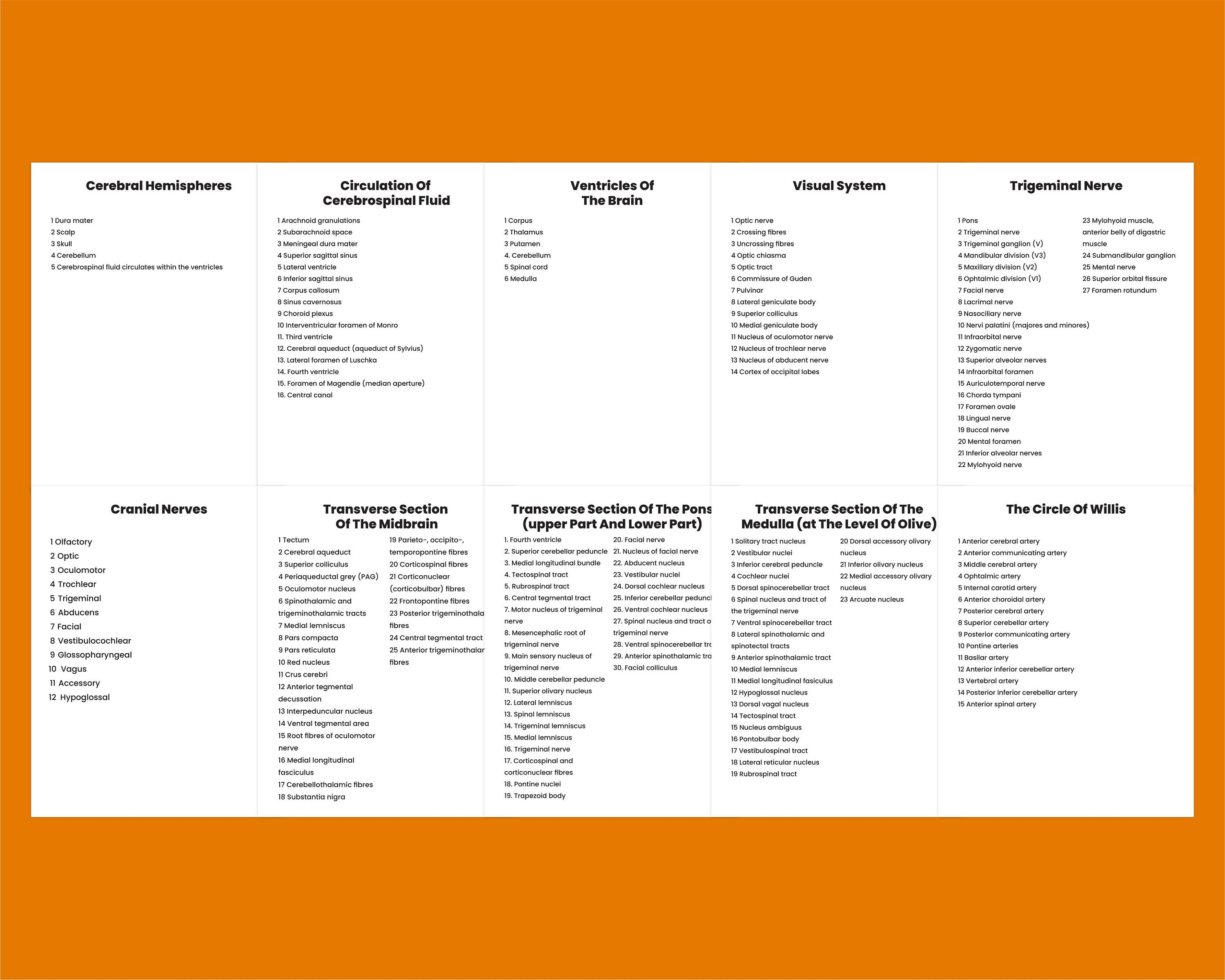 Printable Neuroanatomy Coloring Book, PDF Neuro Drawing Book ...
