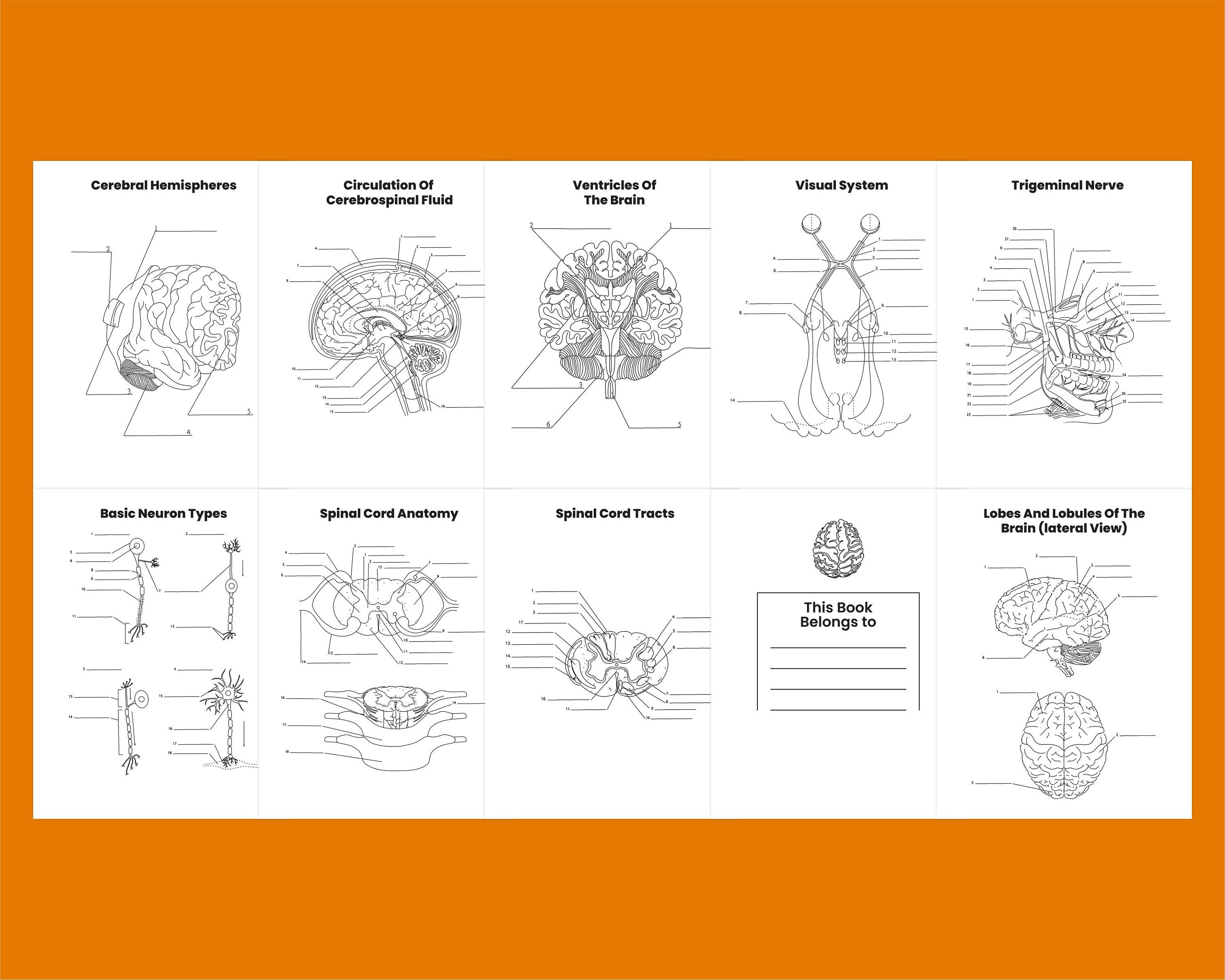 Printable Neuroanatomy Coloring Book PDF Neuro Drawing Book - Etsy
