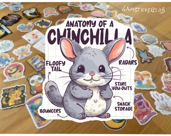 Anatomie d’un autocollant chinchilla mignon chinchilla illustration drôle anatomie des animaux art chinchilla décor signet autocollant art kawaii autocollant