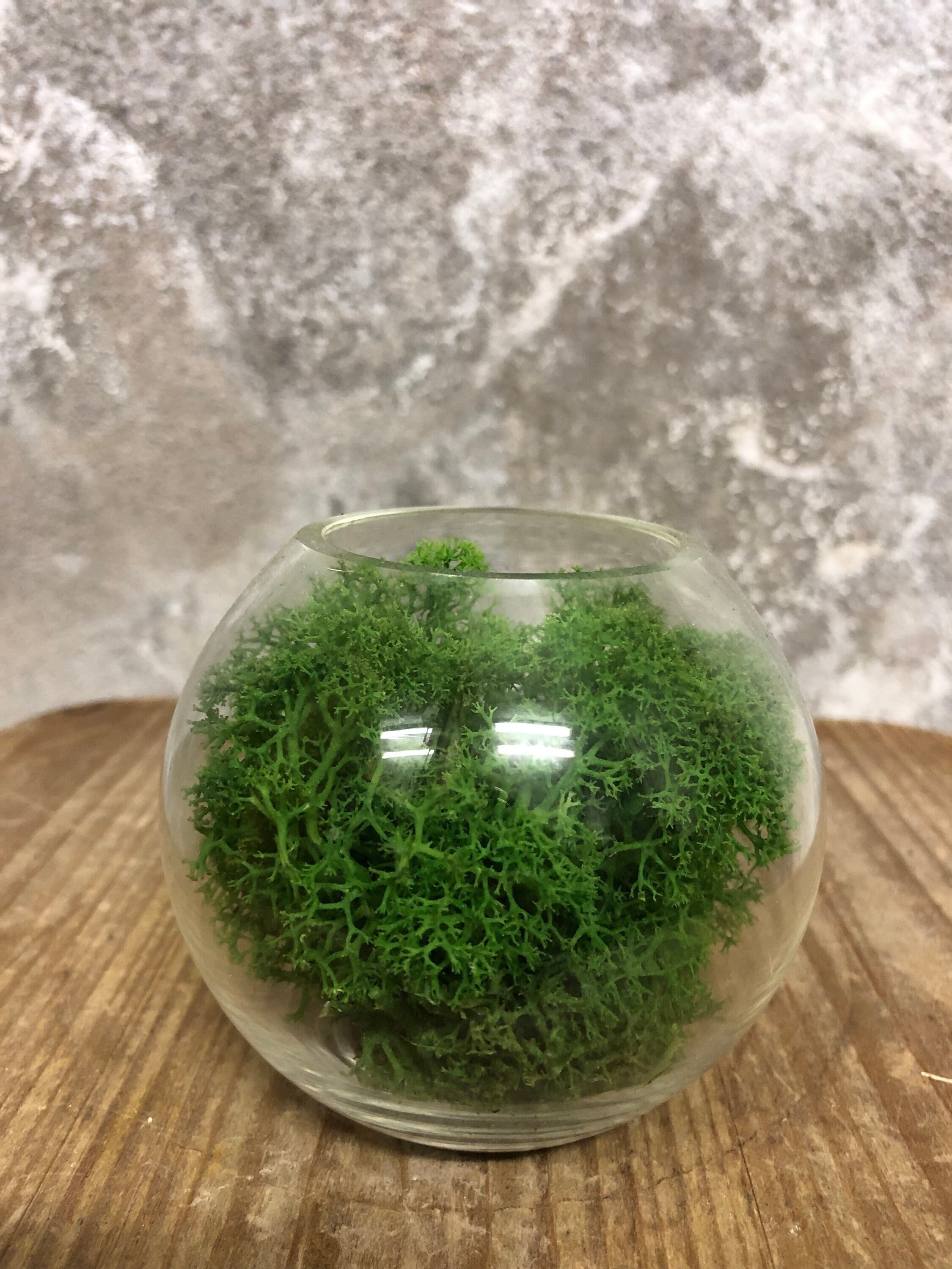 Vase Boule Garni de Lichen Stabilisé