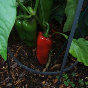 20 Seeds of Spanish Mammoth Heirloom Pepper Organically Grown Sweet  Peppers