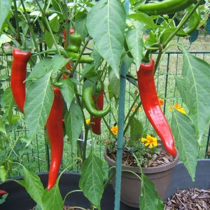 25 Seeds of COWHORN Hot Pepper Organically Grown Heirloom Seeds No GMO
