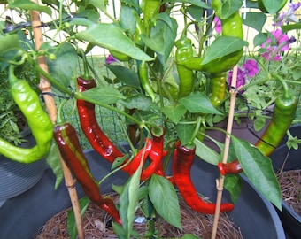 Jimmy Nardello Sweet Pepper Seeds Organically Grown