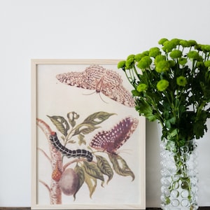 Vintage Butterfly Poster, Butterfly Art Print, Vintage Botanical Print, Caterpillar Illustration Aesthetic Butterfly Poster Digital Download