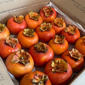8-15 Lb Organic Fuyu Persimmons Home-Grown in Northern CA, Fresh Picked DELICIOUS Non-Astringent Persimmons, Free Shipping