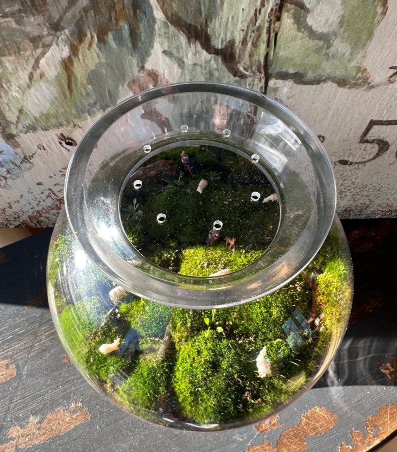 TerraTopper Closed Terrarium Lid, Mossarium Lid, Vivarium Lid Custom Order Exact Fit To Turn Any Jar, Bowl or Glassware into a Terrarium image 6